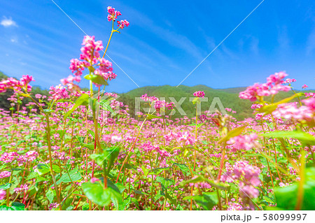 蕎麦の花 蕎麦畑 赤蕎麦の花 ピンク色の蕎麦の花の写真素材 - PIXTA