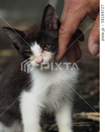 なつく 猫の写真素材