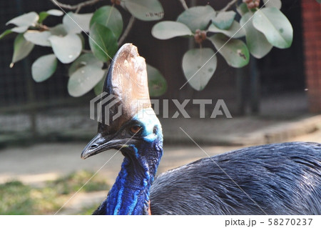 走鳥類 ヒクイドリの写真素材