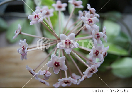 サクララン ホヤ 花 蕾の写真素材 - PIXTA