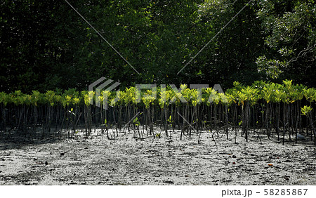 マングローブ 植物 木 苗木の写真素材