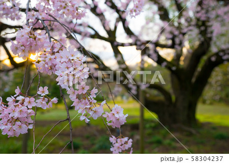六義園・しだれ桜の写真素材 - PIXTA