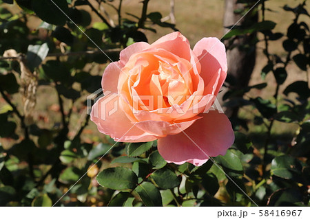 バラ ベルストーリー ばら 薔薇の写真素材