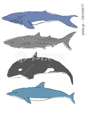 クジラ サメ シャチ イルカのイラスト素材 - PIXTA