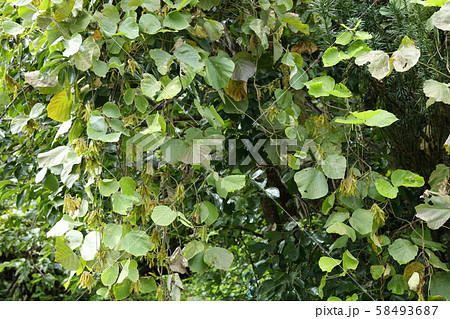 ツル性植物 つる性植物 山野草の写真素材