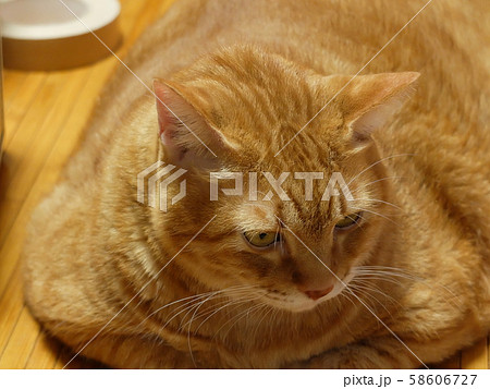 猫 ネコ 茶トラ デブ猫の写真素材