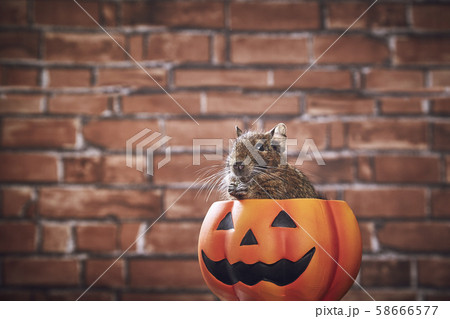 デグーの写真素材