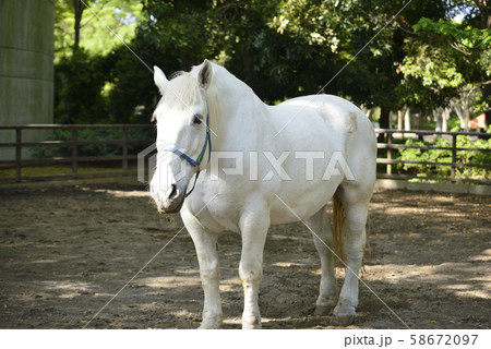 馬の顔 年賀14 年賀素材 馬の写真素材