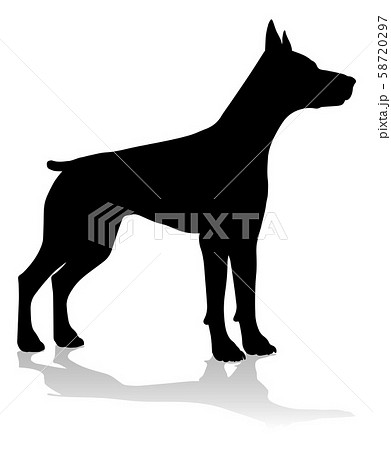 Doberman Illustrations
