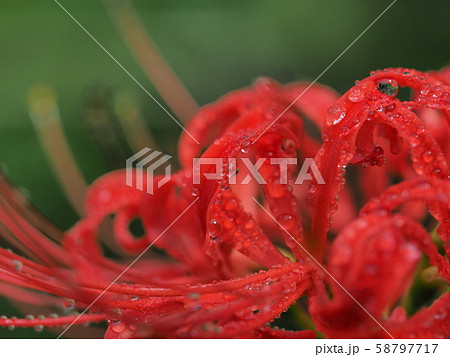 幽霊花 ゆうれいばな の写真素材 幽霊花 ゆうれいばな の写真素材