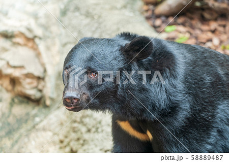 ツキノワグマの写真素材