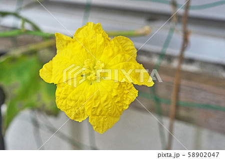 ヘチマ 花 黄色 植物の写真素材