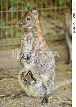 ベネットワラビー かわいいの写真素材