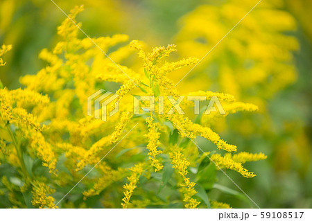 ブタクサ花粉の写真素材