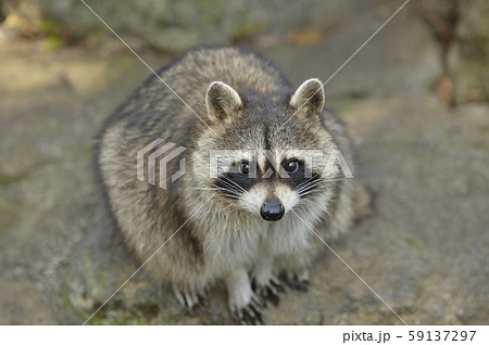 アライグマ 茶色の写真素材