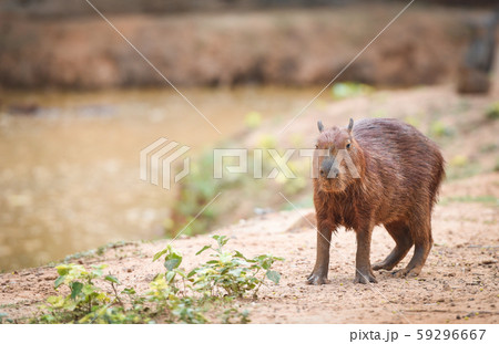 動物 アルゼンチン 野生動物 Corrientesの写真素材