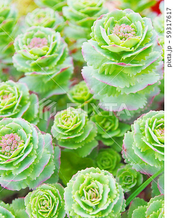 カラフルな高山に咲く花(多肉植物・イワベンケイ)