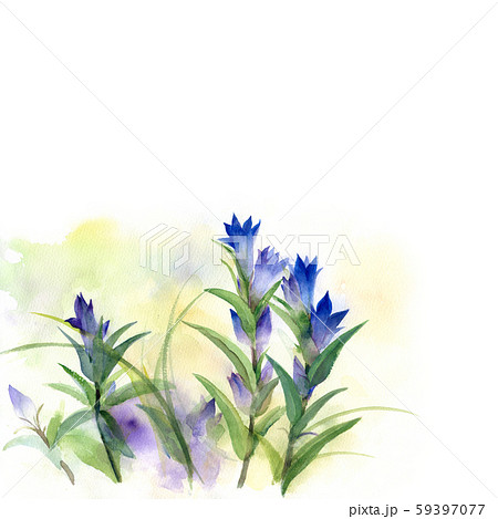 りんどうのイラスト素材