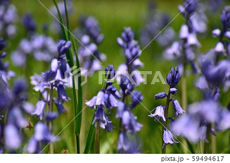 ラッパ型の花の写真素材