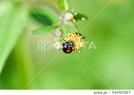 二星テントウ虫 昆虫の写真素材