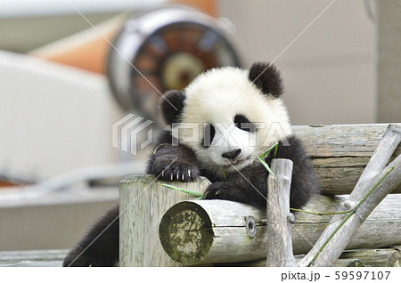 赤ちゃんパンダの写真素材