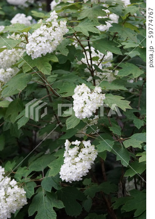 柏葉紫陽花 アジサイ科 ユキノシタ科 アジサイ属の写真素材