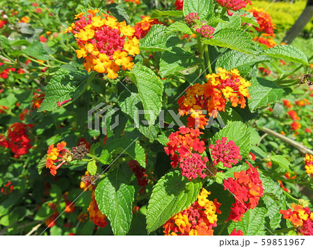 小さい紫陽花みたいな花の写真素材