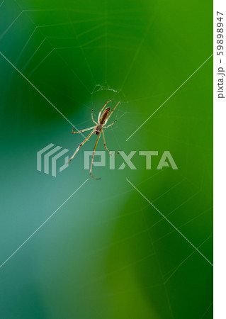 虫 蜘蛛 くも 透明の写真素材
