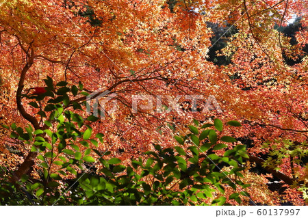 鳳来寺山 紅葉の写真素材