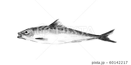 鰯のイラスト素材 Pixta