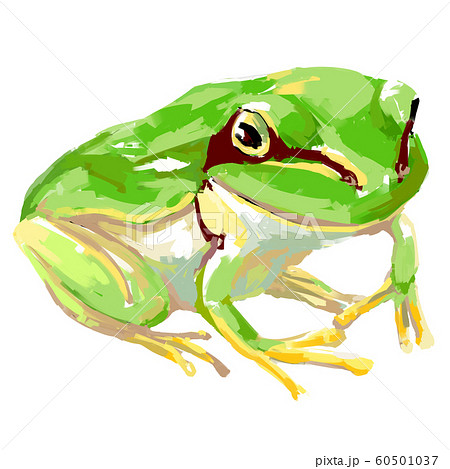 蛙 ニホンアマガエル アマガエル 動物のイラスト素材