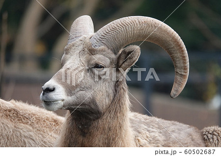 羊の角 角の写真素材