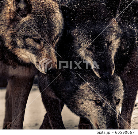 ニホンオオカミの写真素材
