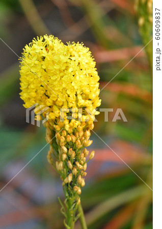 ブルビネラ 黄色花の写真素材