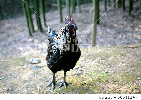 烏骨鶏の写真素材