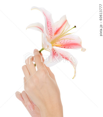 手 百合 花 腕の写真素材