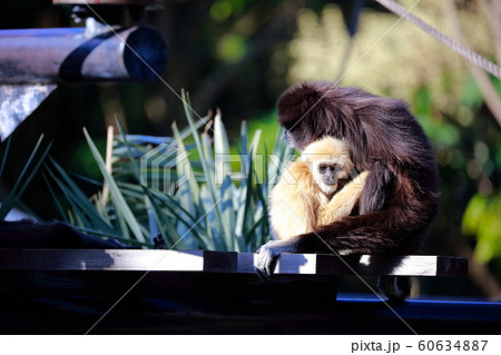 シロテテナガザル 動物園 可愛い 猿の写真素材