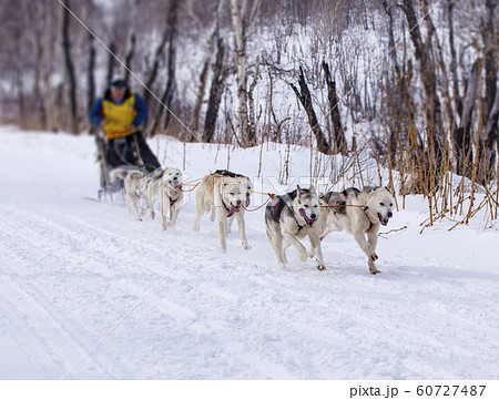 犬ぞりの写真素材