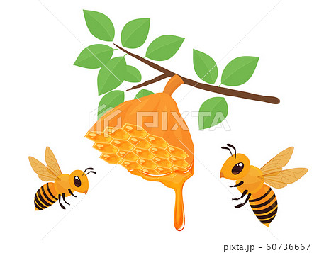 蜂の巣のイラスト素材