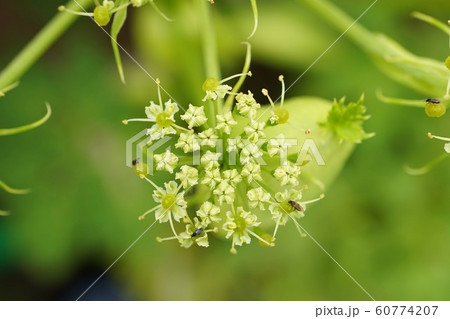 アシタバの花の写真素材