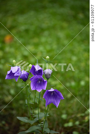 Powered by Translate - Stock Photo [61109077] - PIXTA