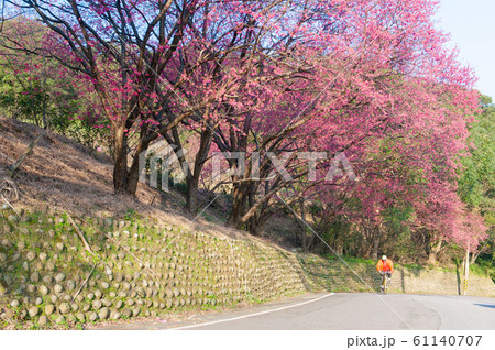山道に咲く花の写真素材 山道に咲く花の写真素材