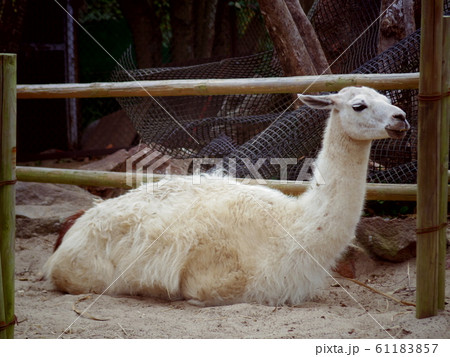 ラマ リャマ ジャマ 動物の写真素材