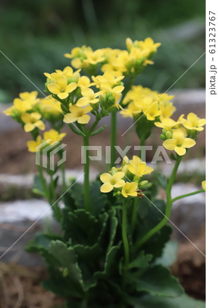 カランコエ 黄色 黄色い花の写真素材 - PIXTA