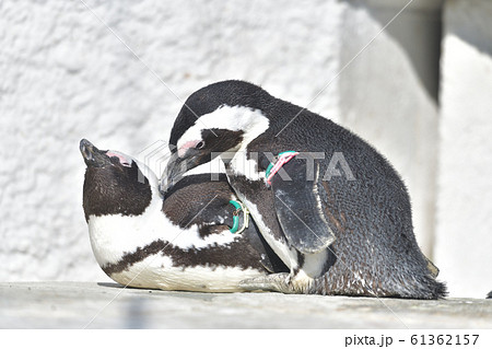 カップル 夫婦 ペンギン ケープペンギンの写真素材