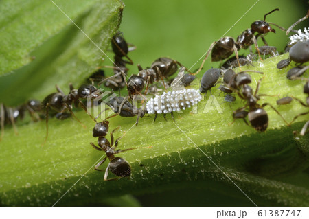 アリマキ 共生 アブラムシ 蟻の写真素材