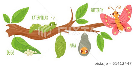 さなぎのイラスト素材