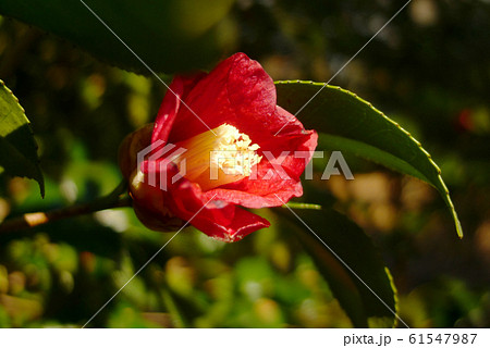 花 侘助 ワビスケ 植物の写真素材