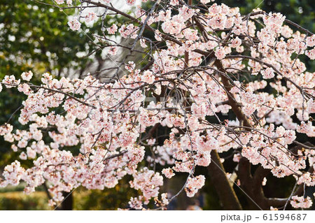 さくら サクラ 桜 綺麗 きれい キレイ 出会い 別れ 入学 卒業の写真素材
