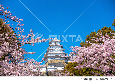 姫路城 桜の写真素材